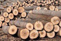 /album/fotogaleria-maderas/images-jpg1/